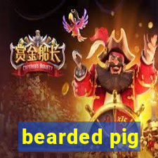 bearded pig